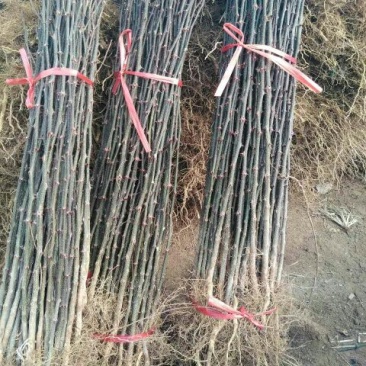 花椒苗一年苗50公分以上大红袍九叶青大青稞