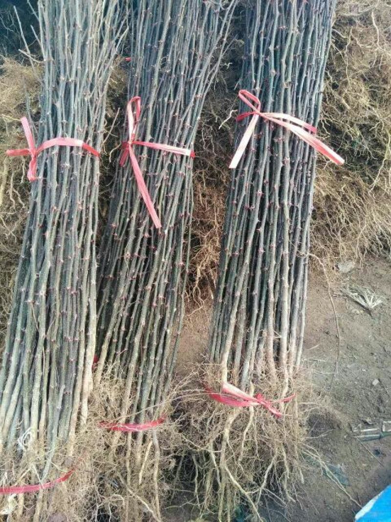 花椒苗一年苗50公分以上大红袍九叶青大青稞