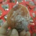 柿饼1~2两