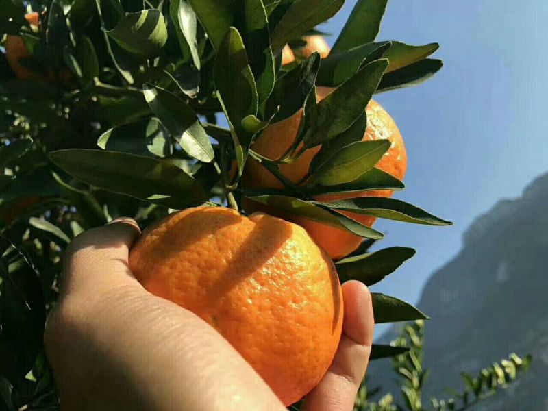 蘑菇柑基地直供，保质保量以质论价欢迎订购