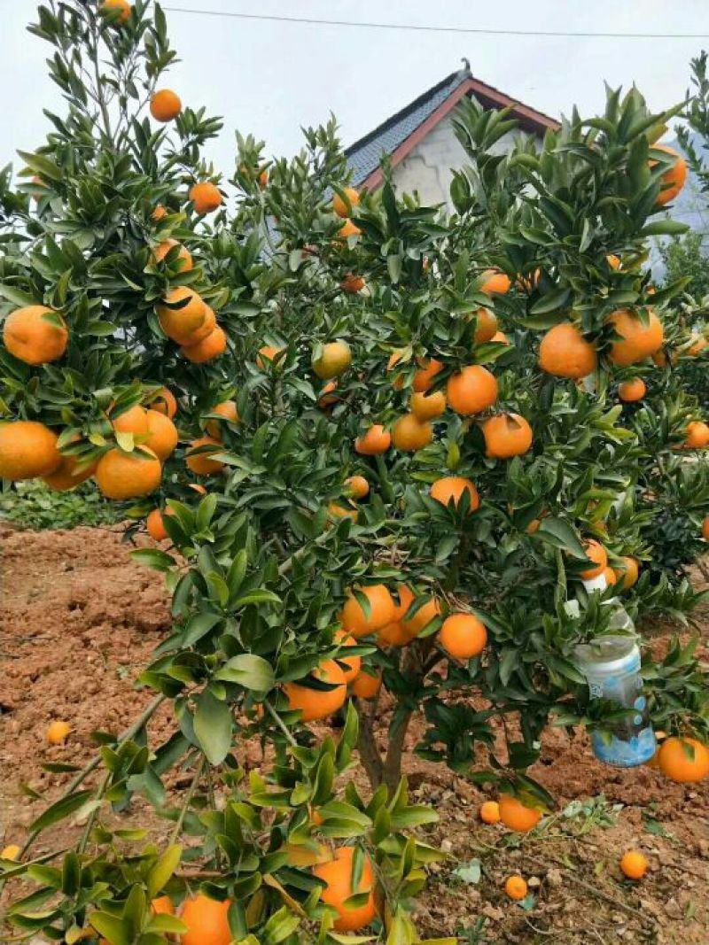 蘑菇柑基地直供，保质保量以质论价欢迎订购