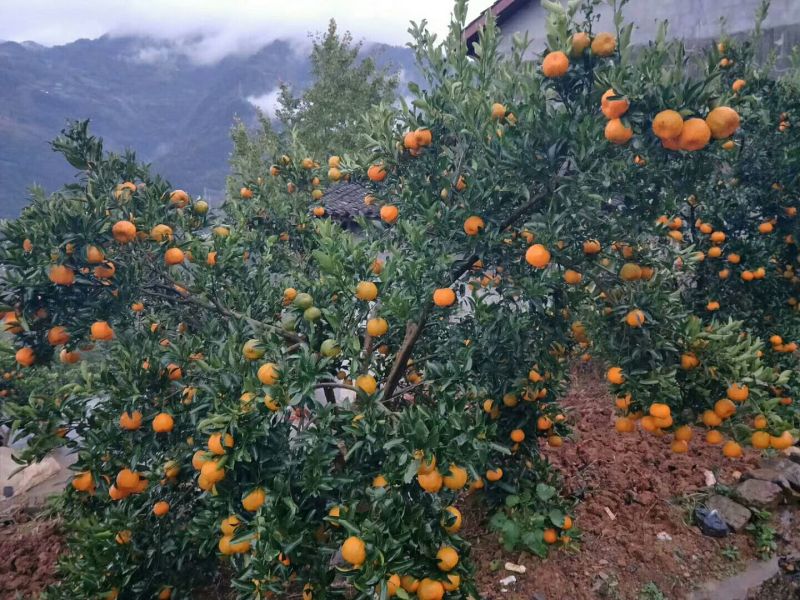 蘑菇柑基地直供，保质保量以质论价欢迎订购