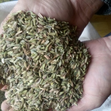 茴香籽