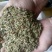茴香籽