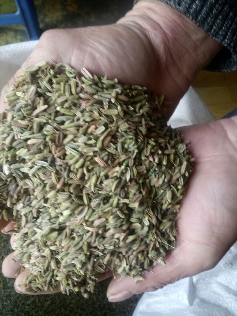 茴香籽