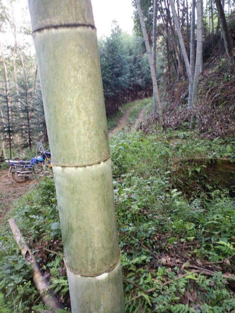 竹签