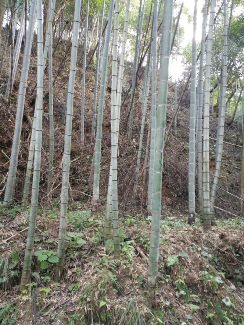 竹签
