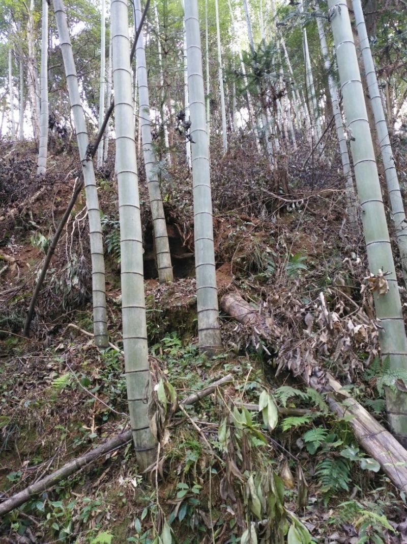 竹签