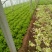 散叶生菜6两~8两可视频或者实地看货种植规模大