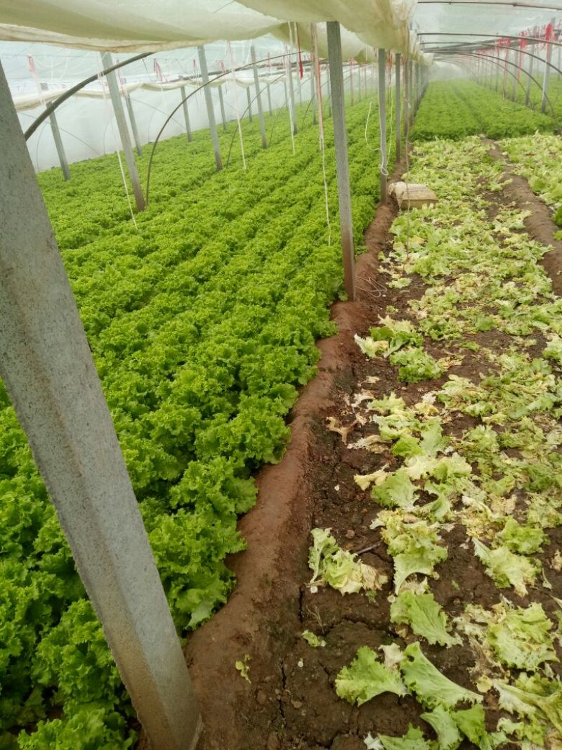 散叶生菜6两~8两可视频或者实地看货种植规模大