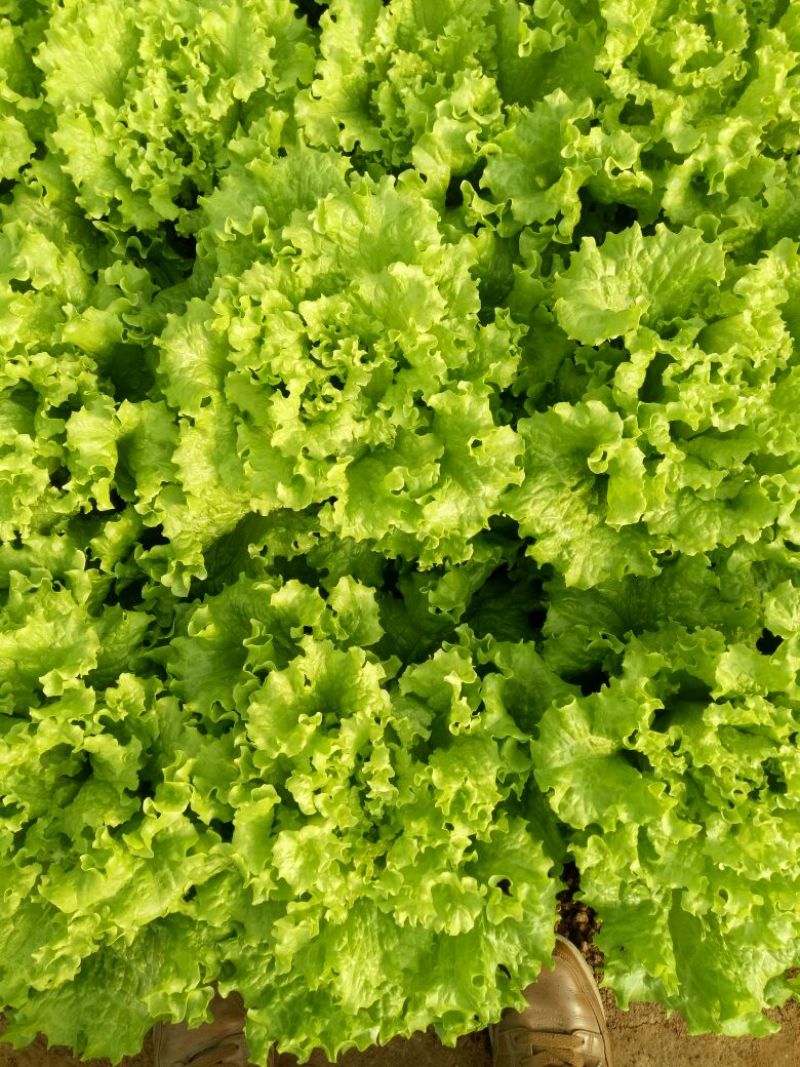 散叶生菜6两~8两可视频或者实地看货种植规模大