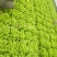 散叶生菜6两~8两可视频或者实地看货种植规模大