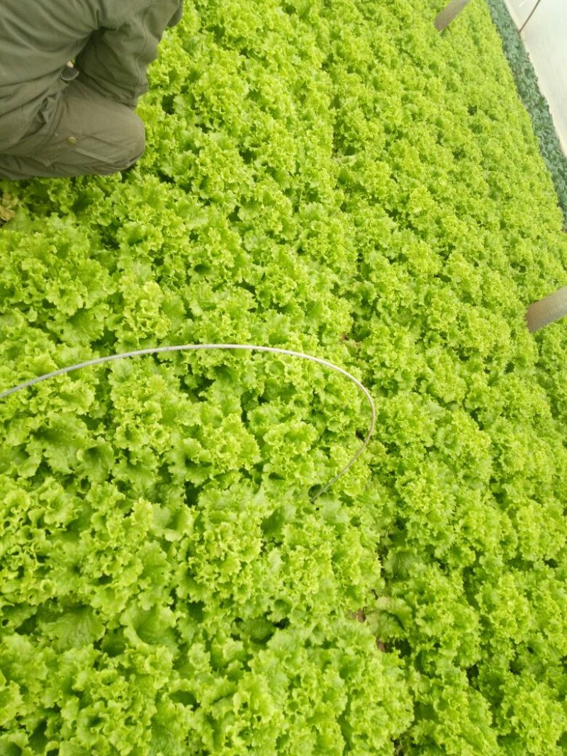 散叶生菜6两~8两可视频或者实地看货种植规模大