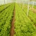 散叶生菜6两~8两可视频或者实地看货种植规模大