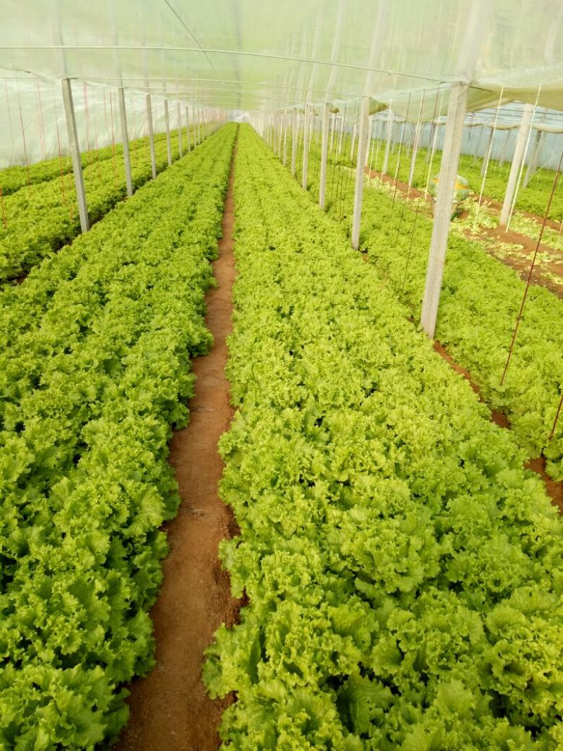 散叶生菜6两~8两可视频或者实地看货种植规模大
