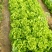 散叶生菜6两~8两可视频或者实地看货种植规模大