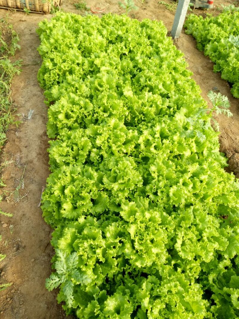 散叶生菜6两~8两可视频或者实地看货种植规模大