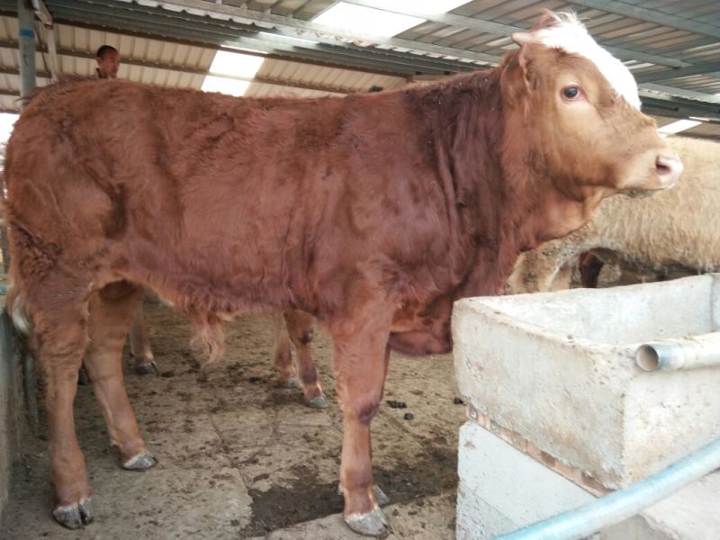 肉牛犊200~300斤包送到家赠送铡草机