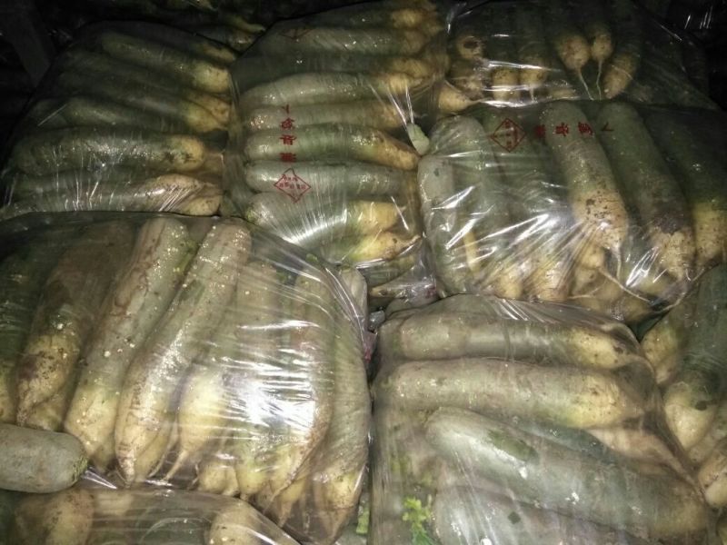 青萝卜潍坊青萝卜水果萝卜产地直发供应电商团购批发