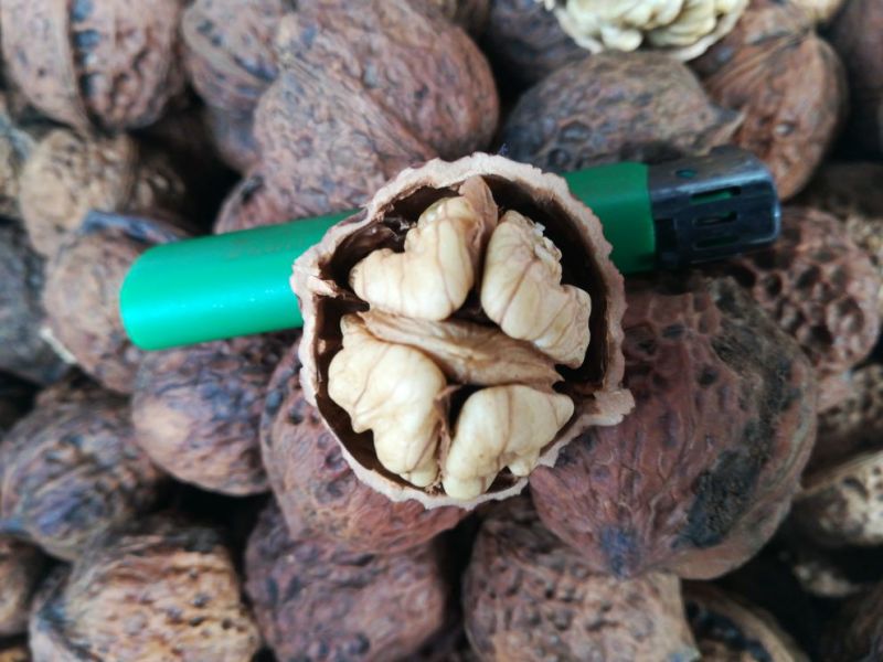 产地直销质量保证包退包换云南红桐核桃桐子核桃