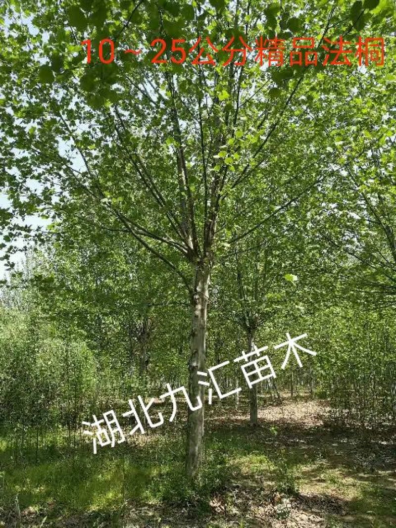 法桐12～25公分精品全冠