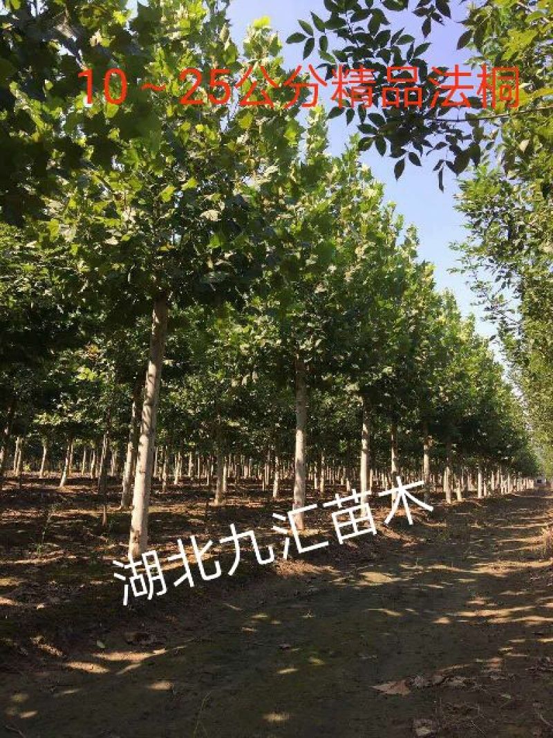 法桐12～25公分精品全冠