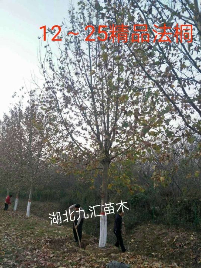 法桐12～25公分精品全冠