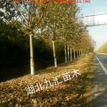 法桐12~25公分精品全冠