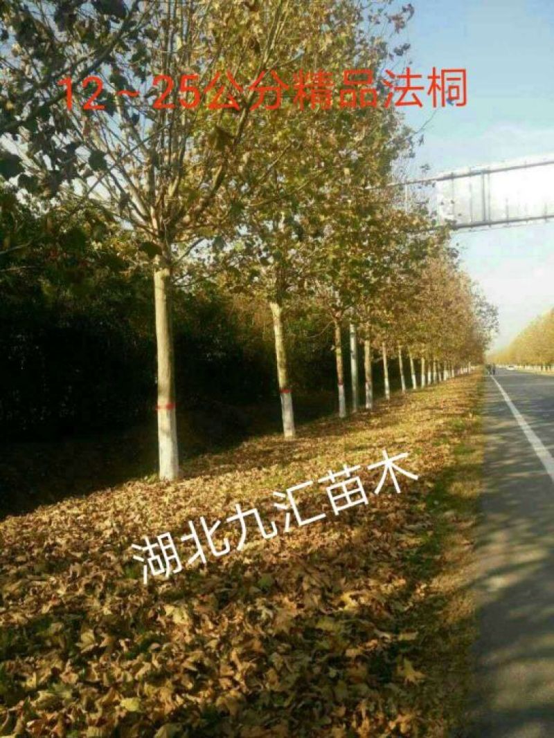 法桐12～25公分精品全冠