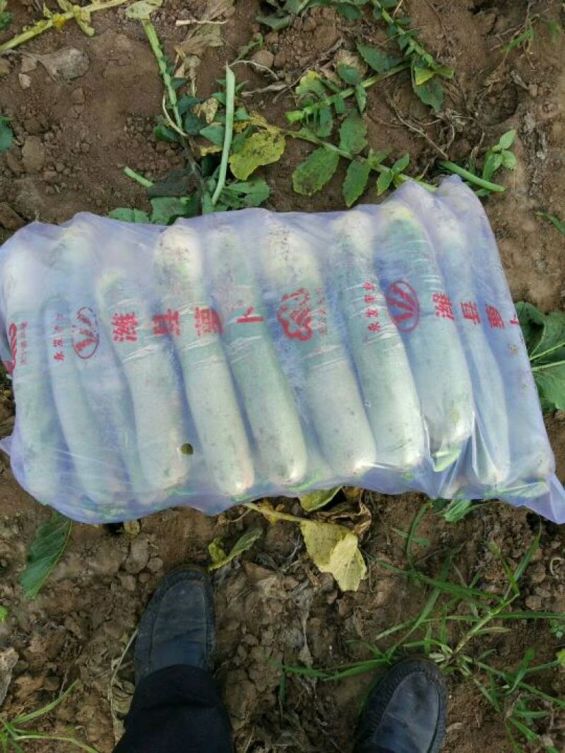 水果萝卜青萝卜，潍坊青萝卜大量上市直供电商团购批发市场