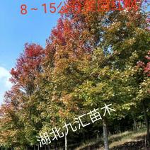 美国红枫10~19cm