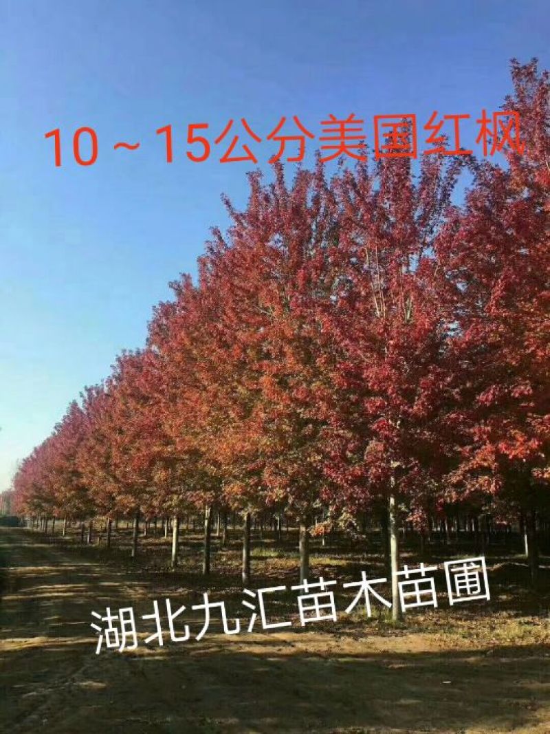 美国红枫10~19cm