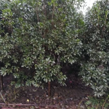 黄山栾树4~6cm4~6cm3~3.5米