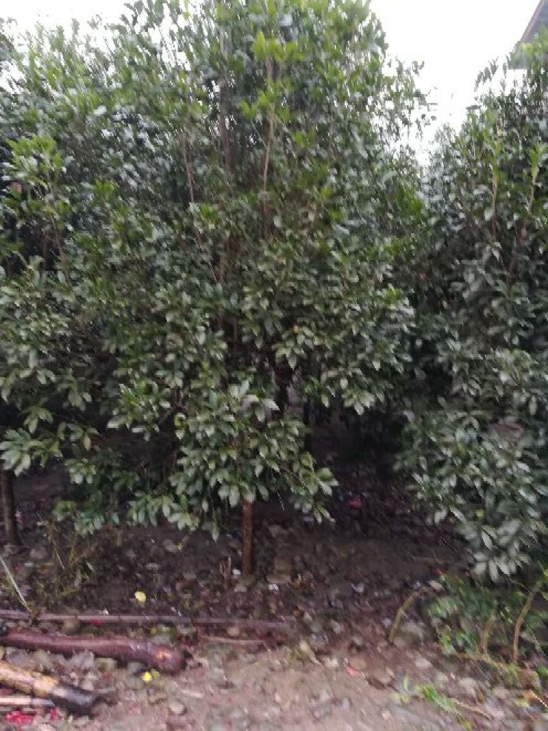 黄山栾树4~6cm4~6cm3~3.5米