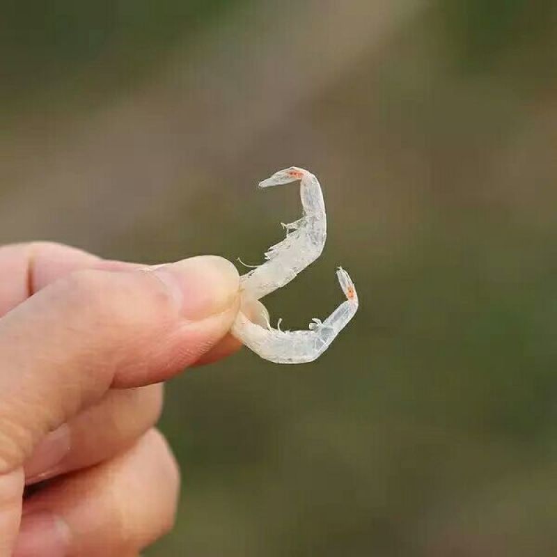虾皮无盐淡干流水线