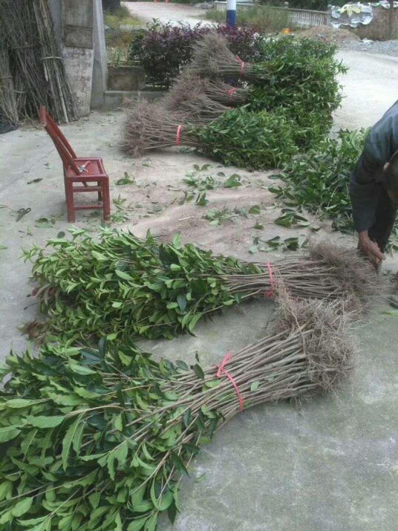 丹桂苗50~60cm