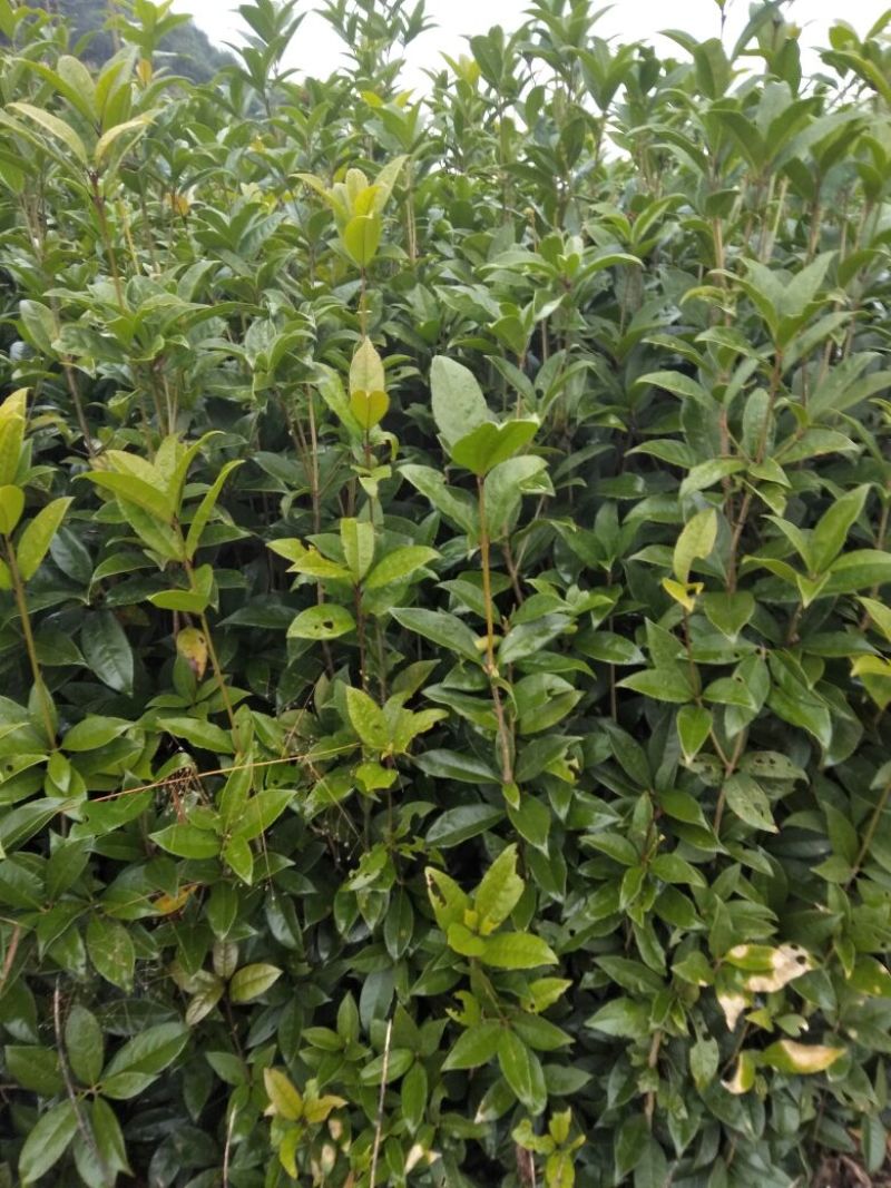 丹桂苗50~60cm