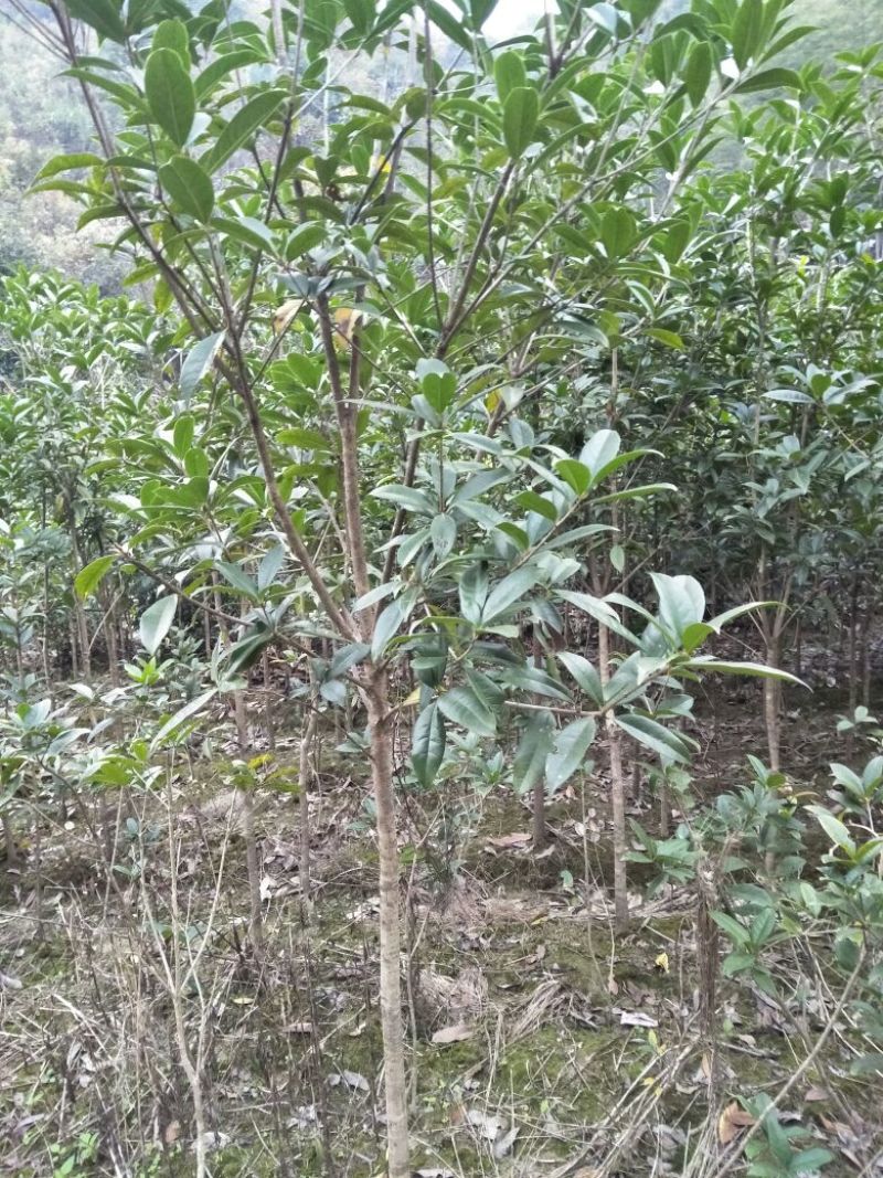丹桂苗50~60cm