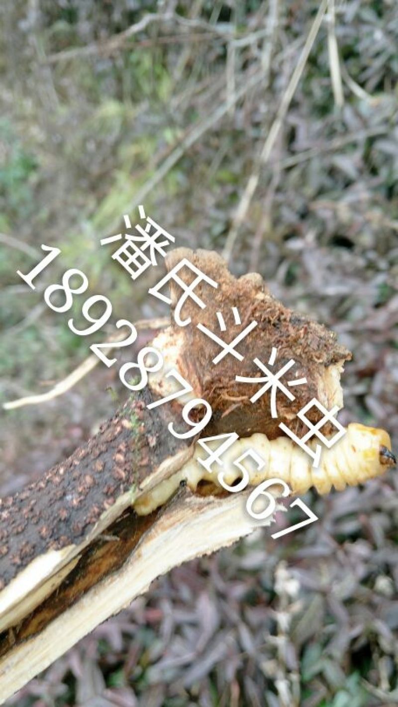 斗米虫鸟了不踏刺虫云实树上的正宗真品假一赔十