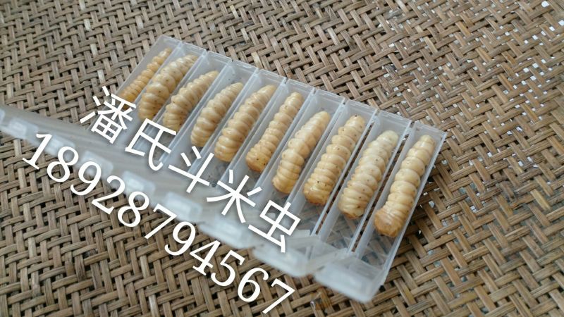 斗米虫鸟了不踏刺虫云实树上的正宗真品假一赔十