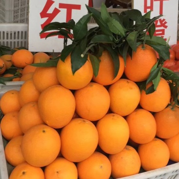 椪柑7.5~8cm