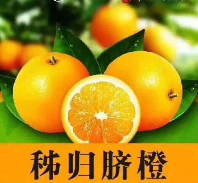 椪柑7.5~8cm