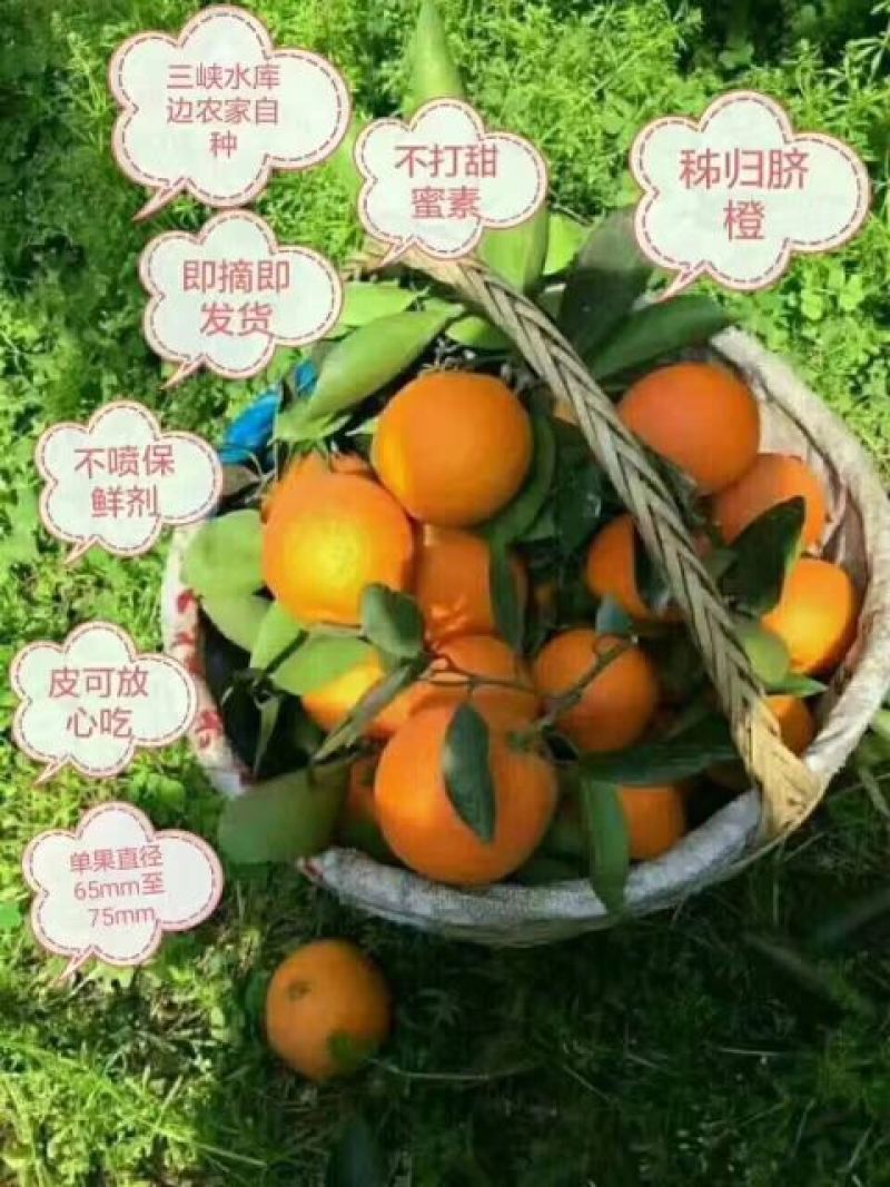 椪柑7.5~8cm