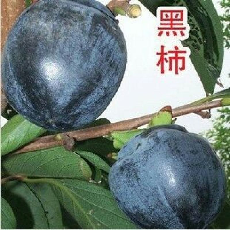黑柿苗又黑又甜