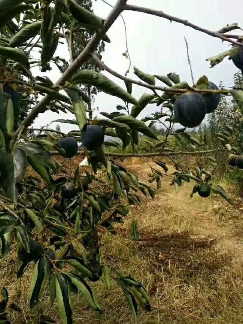 黑柿苗又黑又甜
