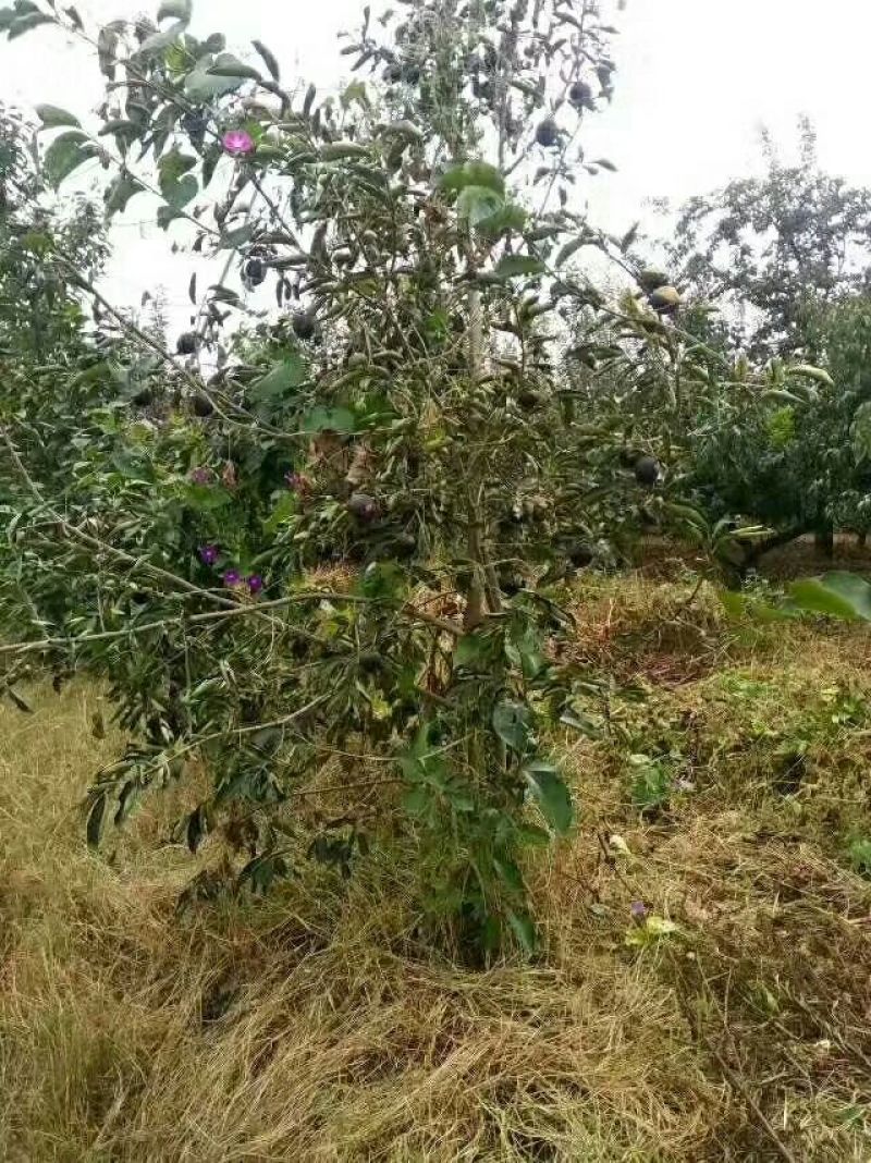 黑柿苗又黑又甜