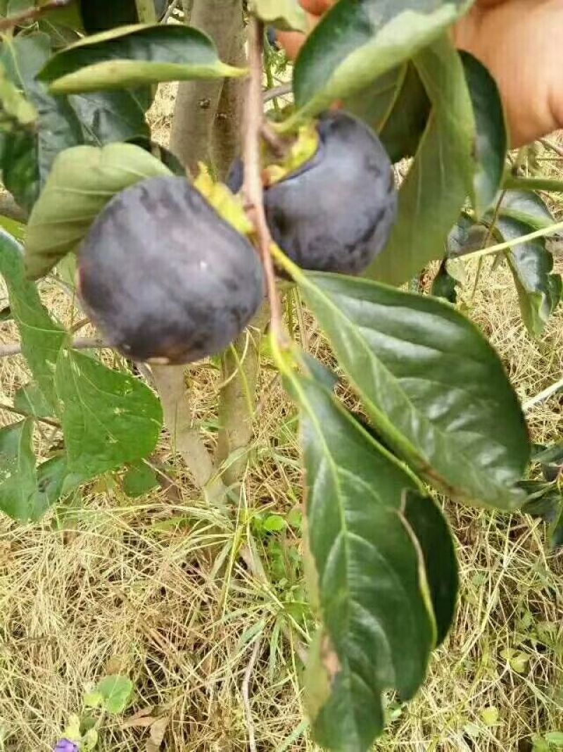 黑柿苗又黑又甜