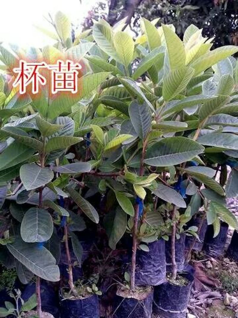 红宝石芭乐苗2-5年嫁接苗营养杯苗带土带叶发货四季可种