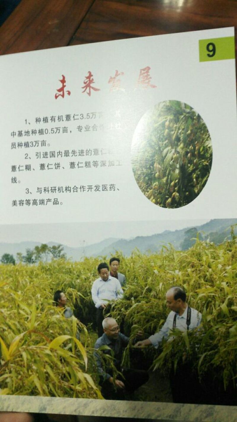 薏米包装