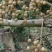 龙眼树苗30~50cm